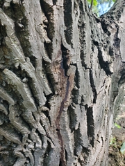Juglans ailantifolia