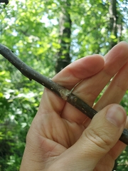 Juglans ailantifolia