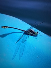 Dromogomphus spinosus