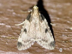 Aglossa costiferalis