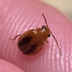 Prionocyphon limbatus