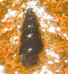 Juga plicifera