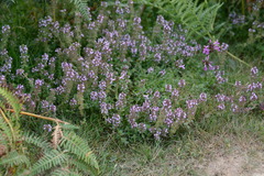 Thymus praecox polytrichus