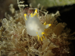 Polycera kernowensis