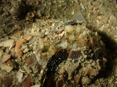 Molgula oculata