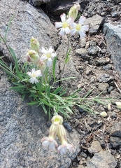 Silene sargentii