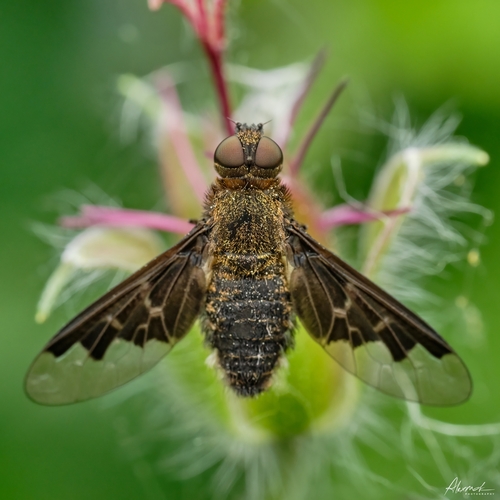 Hemipenthes webberi (Johnson, 1919)