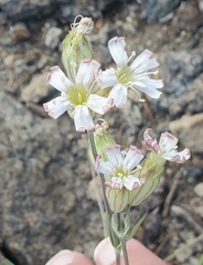 Silene sargentii