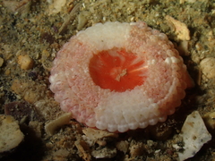 Capnea sanguinea