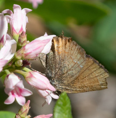 Callophrys gryneus