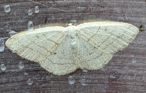 iNaturalist observation photo of Butterflies and Moths