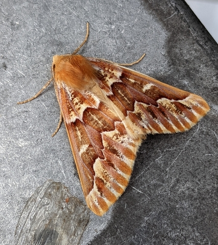 iNaturalist observation photo of Western Conifer Looper