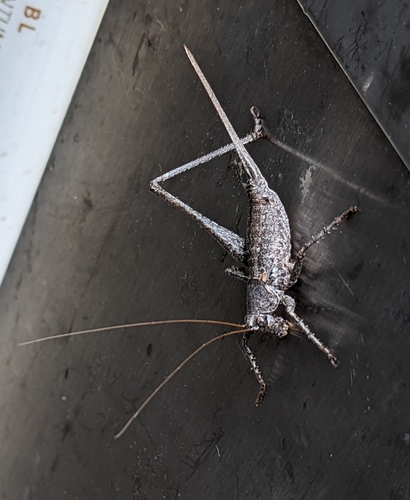 iNaturalist observation photo of Shieldback Katydids