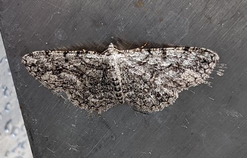iNaturalist observation photo of Boarmiini