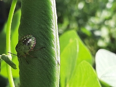 Nezara viridula
