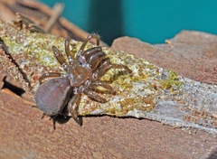 Atypidae