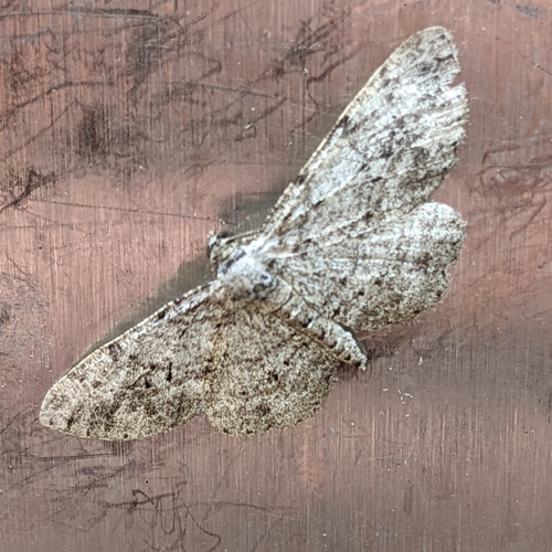 iNaturalist observation photo of Boarmiini