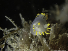 Polycera kernowensis