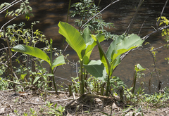 Musa basjoo