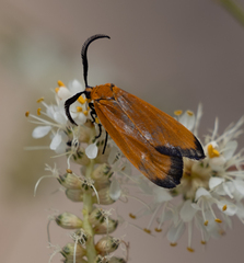 Neoalbertia constans