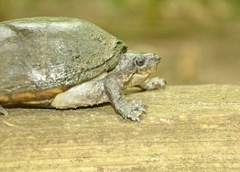 Kinosterninae
