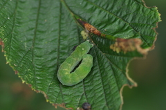 Euplexia
