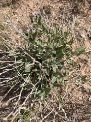 Acleisanthes longiflora