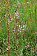 Sidalcea oregana spicata