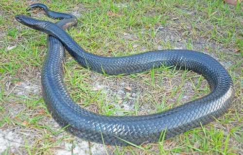 Eastern Indigo Snake