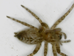 Anyphaena alboirrorata