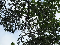 Aegithalos caudatus