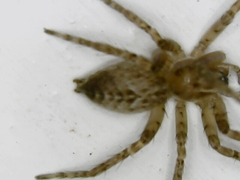 Anyphaena alboirrorata