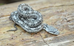 Pantherophis alleghaniensis