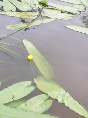 Nuphar sagittifolia