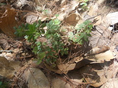 Alchemilla procumbens