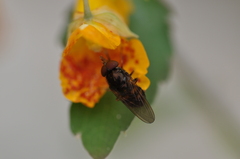 Rhingia nasica image