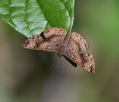 Calephelis fulmen