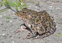 Lithobates capito
