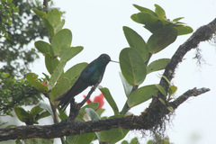 Pterophanes cyanopterus