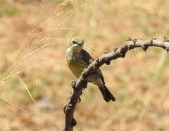 Cinnyris mariquensis