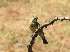 Cinnyris mariquensis