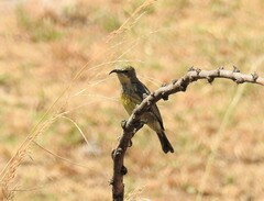 Cinnyris mariquensis