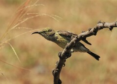 Cinnyris mariquensis