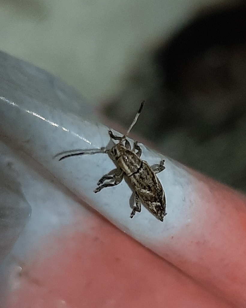 Adetus pisciformis