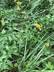 Pentanema salicinum