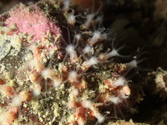 Sarcodictyon catenatum