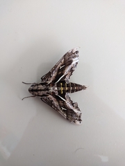 Hemeroplanes triptolemus