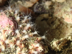 Sarcodictyon catenatum