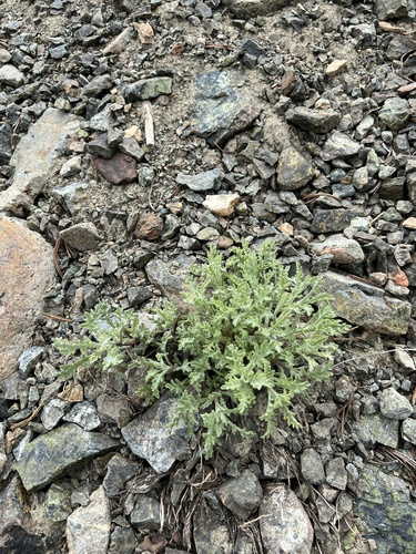Image of Thompson's Pincushion (Chaenactis thompsonii) by no rights reserved