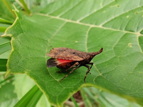 Alcathous fecialis